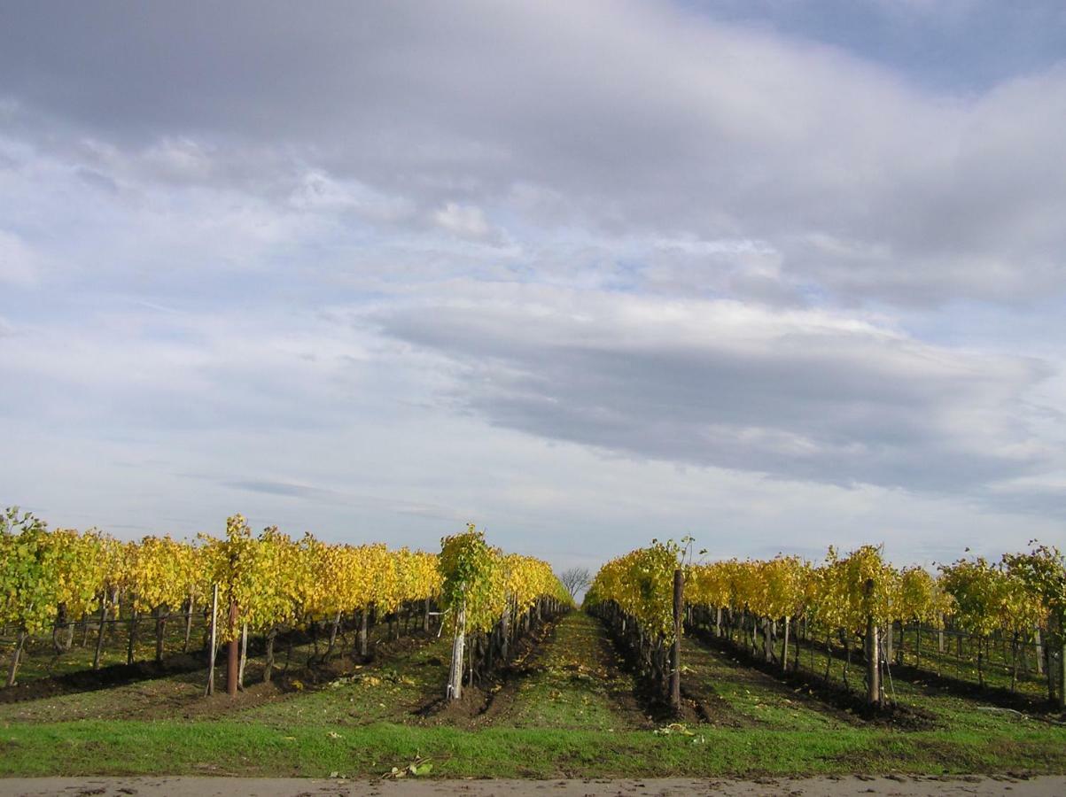 イルミッツ Weingut Gastehaus Palkowitsch Bed & Breakfast エクステリア 写真