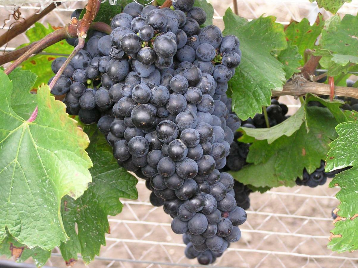 イルミッツ Weingut Gastehaus Palkowitsch Bed & Breakfast エクステリア 写真